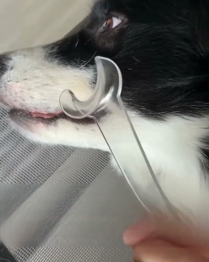 犬の口角に当てた透明なパカミガキ