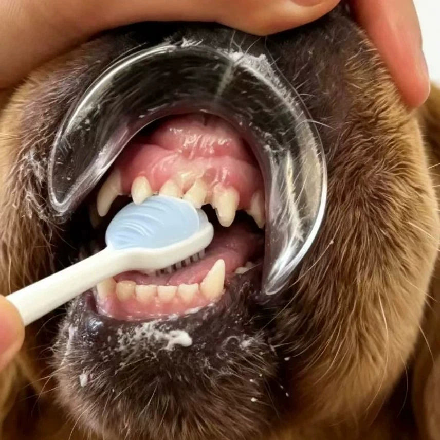 口が開いた状態で歯ブラシを当てる様子