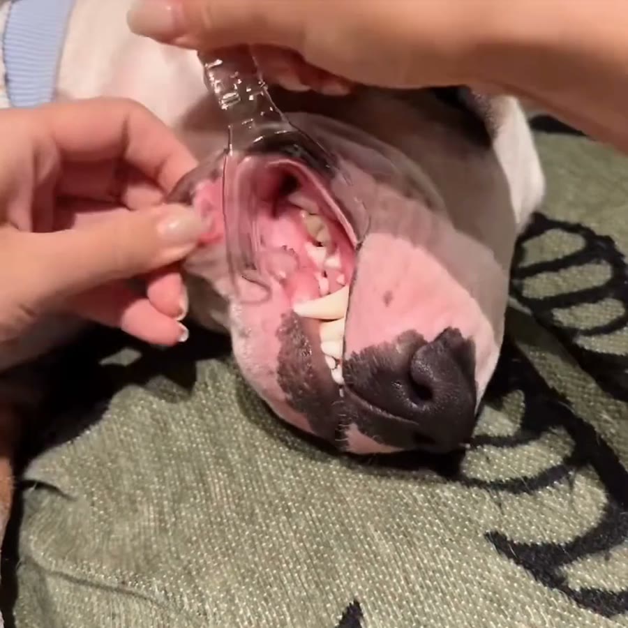 犬の口角にパカミガキを当てる