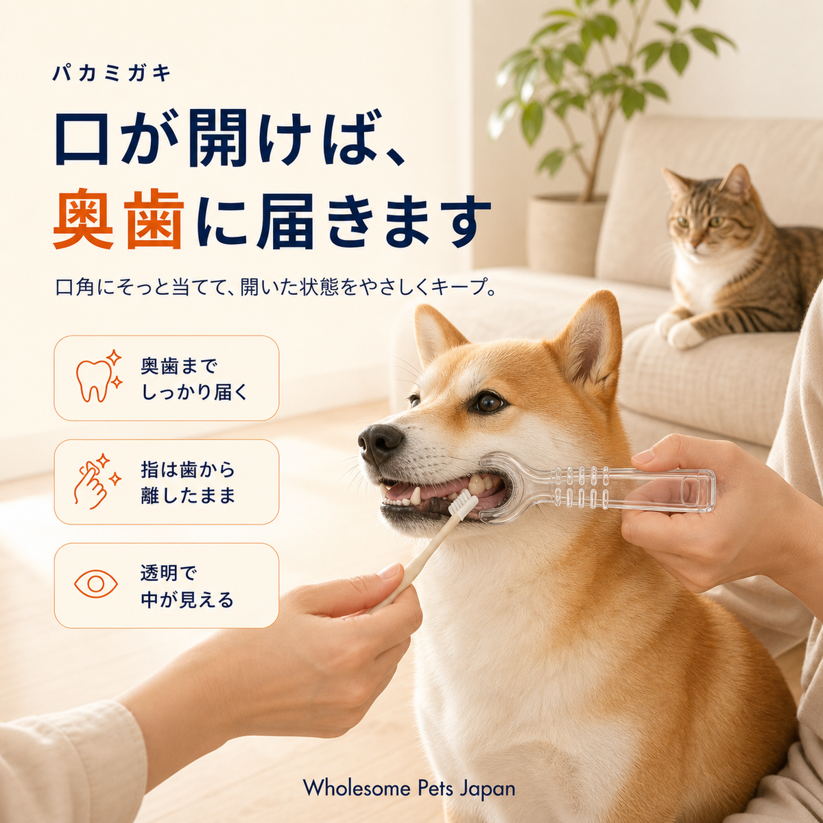 柴犬の口角に当てて奥歯を磨く様子