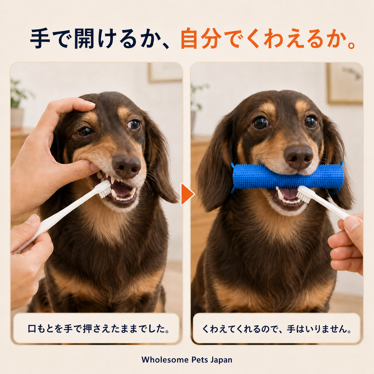 WPJP あーんボーン