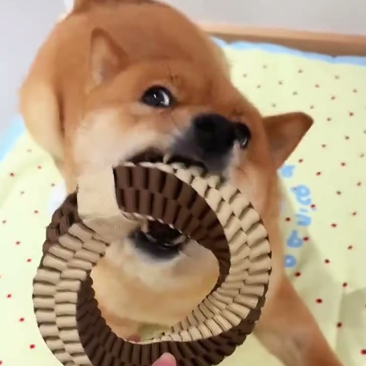 リングに噛みつく柴犬