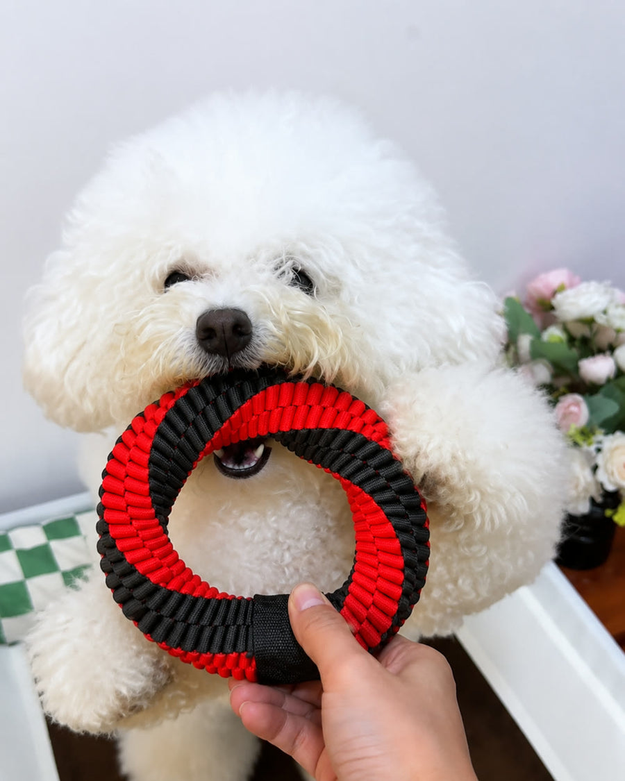 リングをくわえる白い犬と飼い主の手