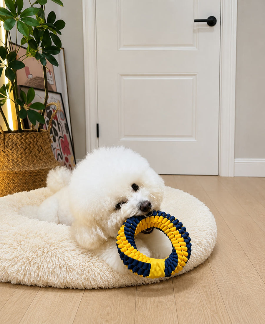 ベッドでリングをくわえる白い犬
