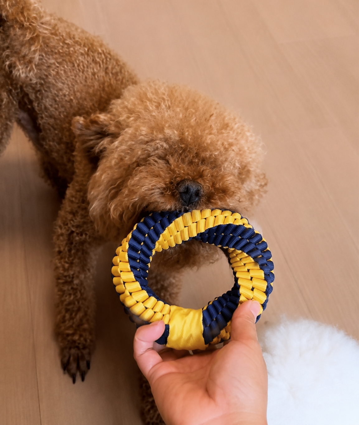 イエロー×ブルーのリングをくわえる犬