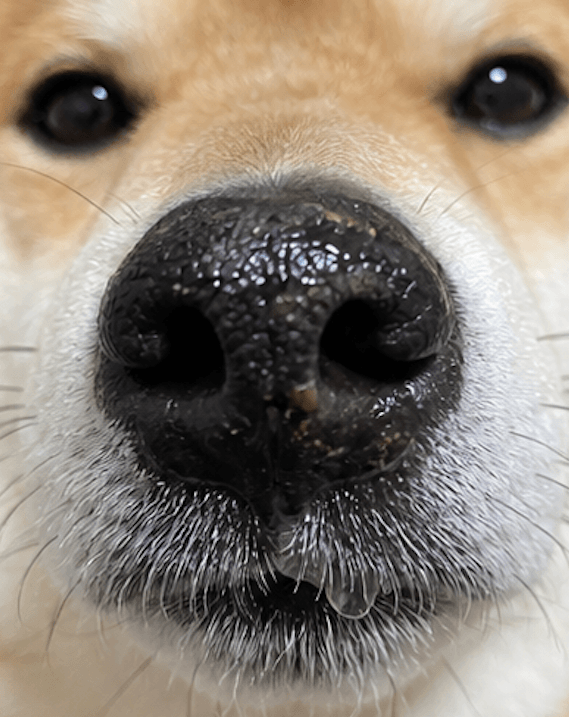 よだれや汚れがついている