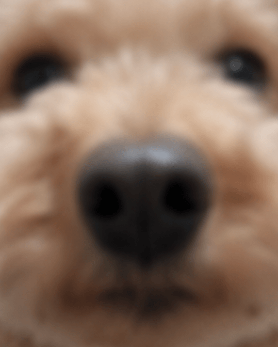 ピントが合っていない
